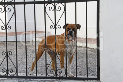 Boxer als Wachhund