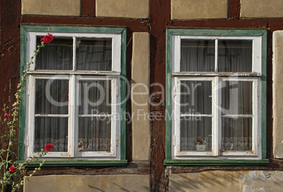 altes Fenster mit Stockrose und Teddy
