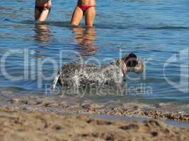 Jagdhund im Mittelmeer