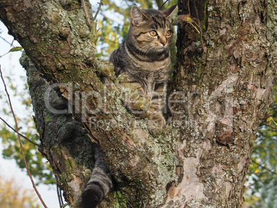 Kätzchen auf einem Baum