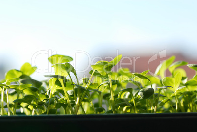 Green seedlings on sunlight