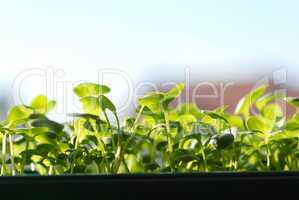 Green seedlings on sunlight