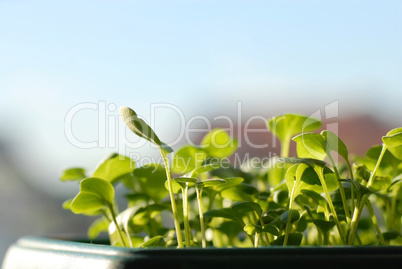 Green seedlings on sunlight