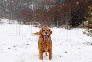 Golden retriever at snowfall