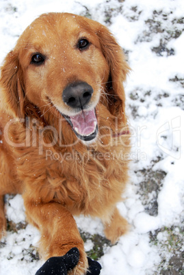 Golden retriever portrait at snow