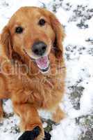 Golden retriever portrait at snow