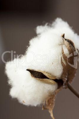 Fresh white cotton bolls ready for harvesting