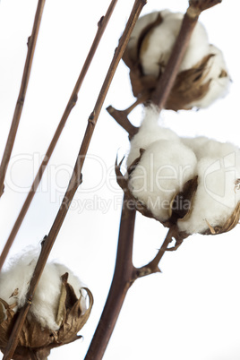 Fresh white cotton bolls ready for harvesting
