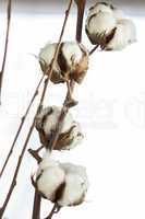 Fresh white cotton bolls ready for harvesting