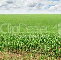 corn field