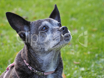 Hund mit Unterbiss