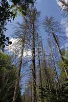 kranke Bäume im Harz