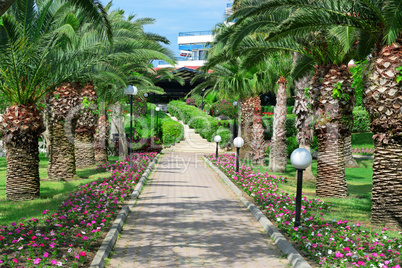 Beautiful palm alley in the park.