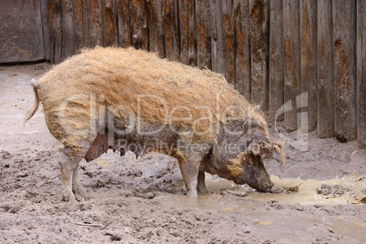 Adult dirty pig