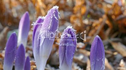 first crocus after winter