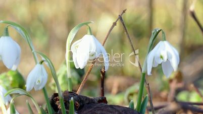 first snowdrops after winter