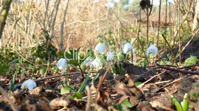 first snowdrops after winter