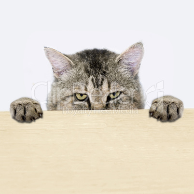 Cat peeking out from behind the table surface