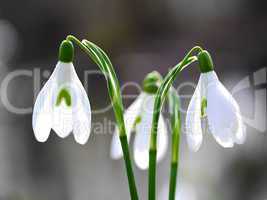 Schneeglöckchen (Galanthus)