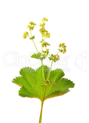 Bergwiesen-Frauenmantel (Alchemilla monticola)