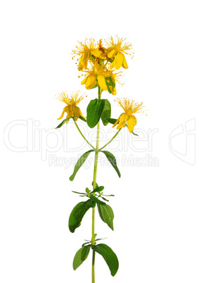 Johanniskraut (Hypericum perforatum)