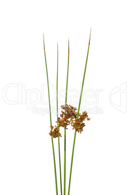 Flatter-Binse (Juncus effusus)