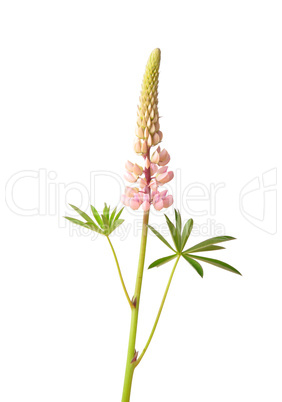 Vielblättrige Lupine (Lupinus polyphyllus)