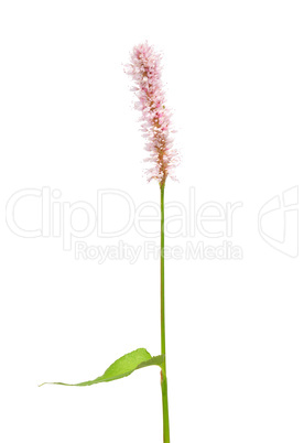 Wasser-Knöterich (Persicaria amphibia)