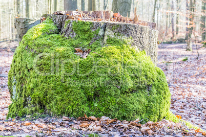 stump with moss