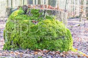 stump with moss