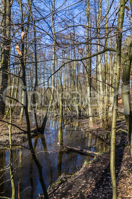 Trees at a beck