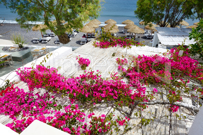 Building of hotel decorated with Bougainvillea flowers, Santorin