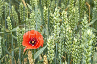 Red Poppy among maturing wheat