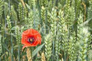 Red Poppy among maturing wheat