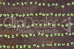 New seedlings of cabbage in soil