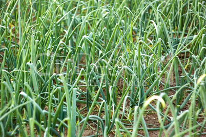 Green onion plants in soil