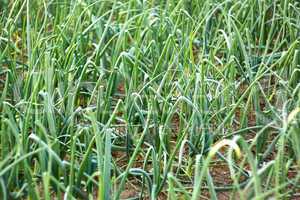 Green onion plants in soil