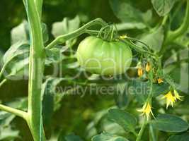 Large green unripe tomato