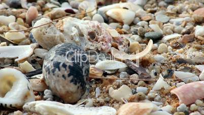 small crabs crawl on the beach