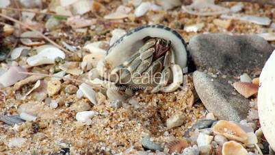 small crabs crawl on the beach