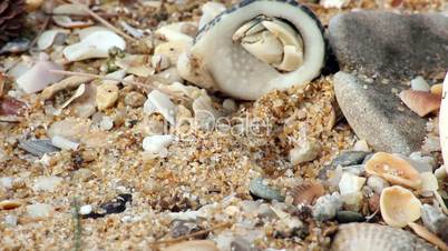 small crabs crawl on the beach