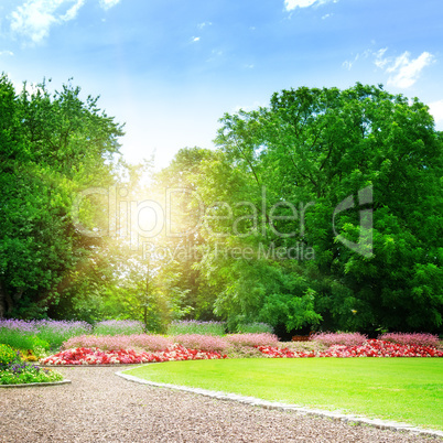 sunrise in beautiful summer park