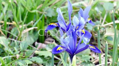 blue flower in spring