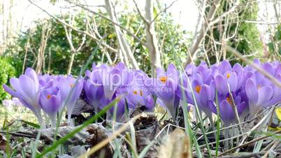 purple crocuses in spring