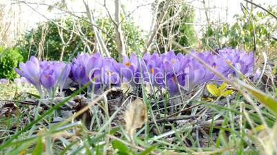 purple crocuses in spring