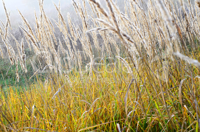 When tional background with spikelets of cereals