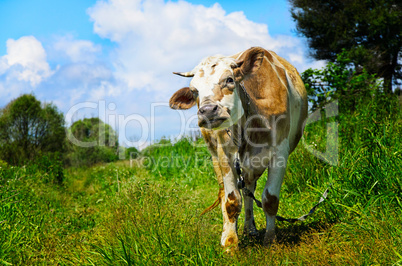 Grazing cow looking into the camera lens