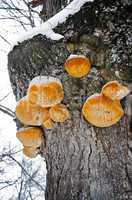 Polypore mushrooms growing on a tree