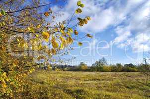 Autumn landscape with trees and clouds