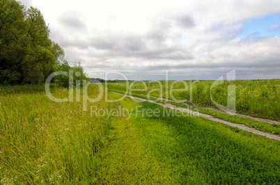 Dirt road along the green meadows and forests